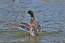 560_0020R_LSh_cr.jpg