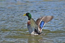 560_0022R_LSh_cr.jpg