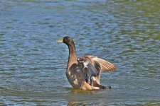 560_0029R_LSh_cr.jpg