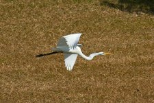 560_0215R_LCSh_cr.jpg