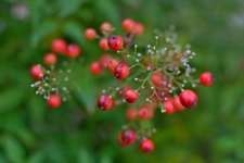 560_0040R_LSh_cr_sm.jpg