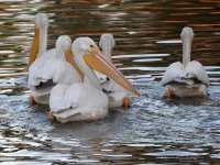 Pelican.jpg