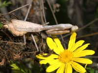 Mantis3.jpg