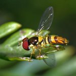 HoverFly6.jpg