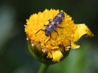 Ladybug.jpg