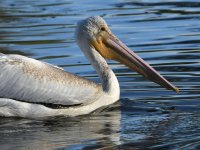 Pelican2.jpg