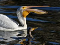 Pelican5.jpg