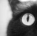 Dell Eye 1 (1 of 1).jpg