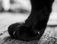 Dell Leg 1 (1 of 1).jpg