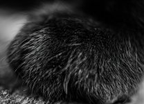 Dell Paw 2 (1 of 1).jpg