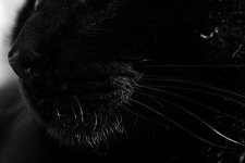 Dell Snout 1 (1 of 1).jpg