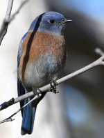Bluebird3.jpg