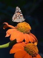 PaintedLady2.jpg