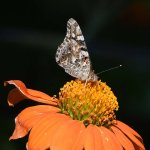 PaintedLady3.jpg