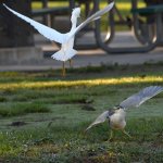 Egret.jpg