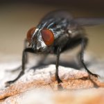 Fly3.jpg