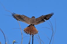 ROY_0509.JPG