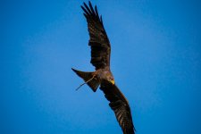 DSC_0454.jpg