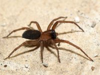 Spider.jpg