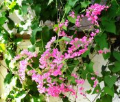 coral vine on shed.jpg