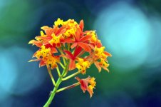 florida orchid.jpg