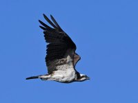 Osprey2.jpg