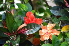 Hibiscus and Crotons.jpg