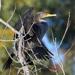 Cormorant3.jpg