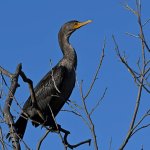 Cormorant5.jpg