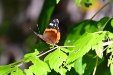 500_0035R_Sh_cr.jpg