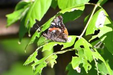 500_0090R_Sh_cr.jpg