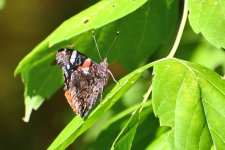 500_0127R_Sh_cr.jpg