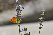 500_0162R_L_cr.jpg