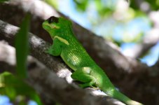 cuban anole 1.jpg