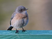 Bluebird3.jpg