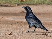 Crow.jpg