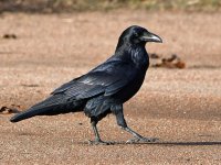 Crow2.jpg