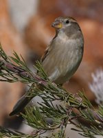 Sparrow3.jpg