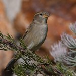 Sparrow4.jpg