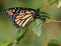 Monarch.jpg