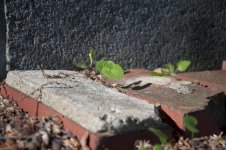Between Bricks.jpg