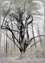 wild tree.jpg