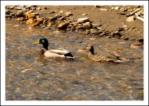 _DSC2182-ducks-raw.jpg