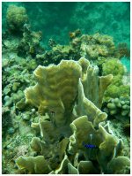 DSCN0300 under the sea smaller.jpg