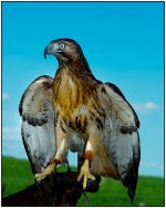hawk in farm.jpg