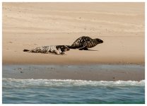 raw seal.jpg
