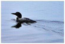 _DSC3090-loon.jpg
