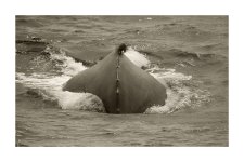 _DSC3827 whale of a time smaller.jpg