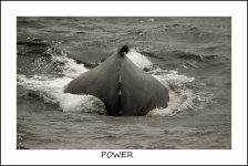 _DSC3827 whale of a time 2 bw smaller.jpg