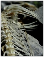 _DSC2931 spinal bones smaller.jpg